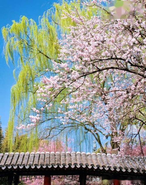文艺风格，- 春天最佳旅游城市究竟有哪些独特魅力？，- 探寻春天里那些堪称最佳的旅游城市在哪？，实用风格，- 春天最佳旅游城市有哪些值得一去之处？，- 哪些城市堪称春天最佳旅游目的地呢？，活泼风格，- 嘿！春天最佳旅游城市都有啥好玩的呀？，- 哇塞，春天最佳旅游城市到底有哪些呢？