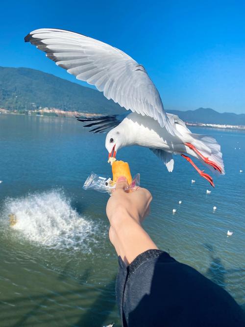 海鸥旅游景点哪里好玩一点