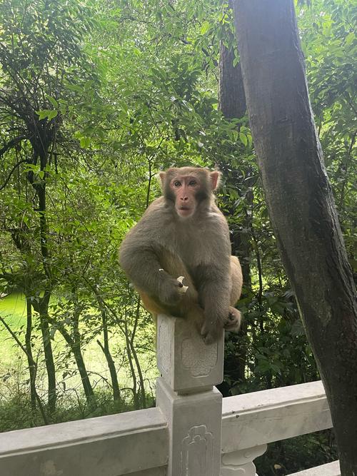 哪里猴子多旅游景点好玩呢