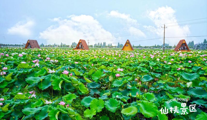安乡旅游景点哪里好玩的